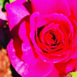 Meet your Posher, Rosa